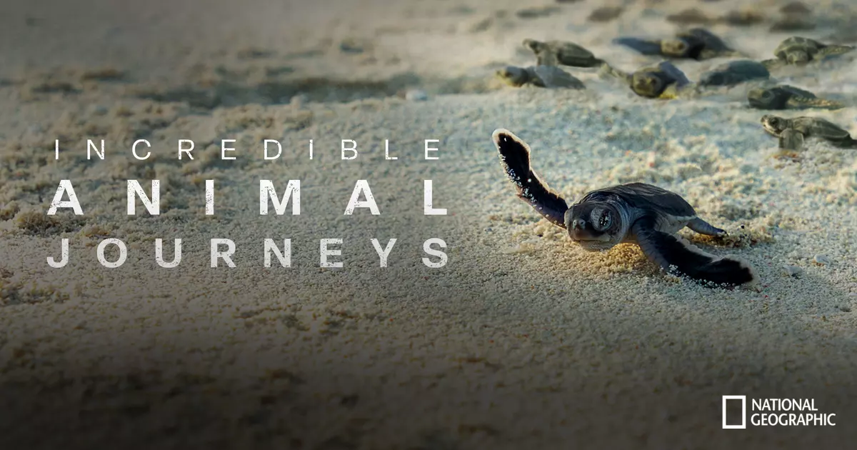 Incredible Animal Journeys
