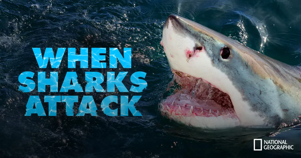When Sharks Attack