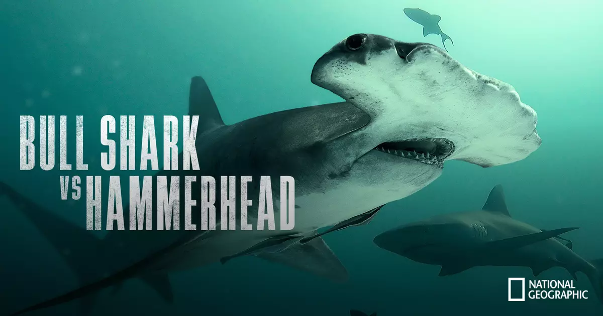 Bull Shark vs. Hammerhead