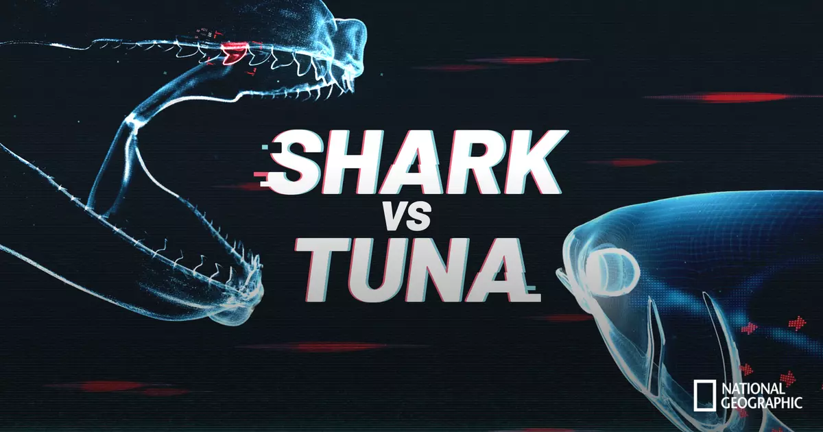 Shark vs. Tuna