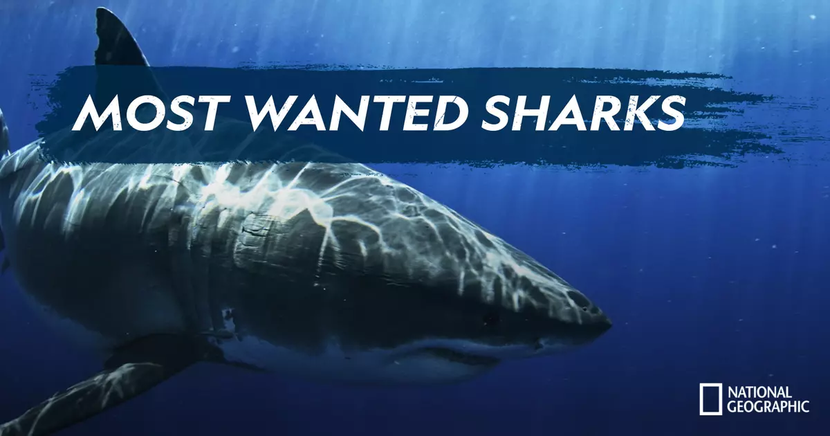 Most Wanted Sharks