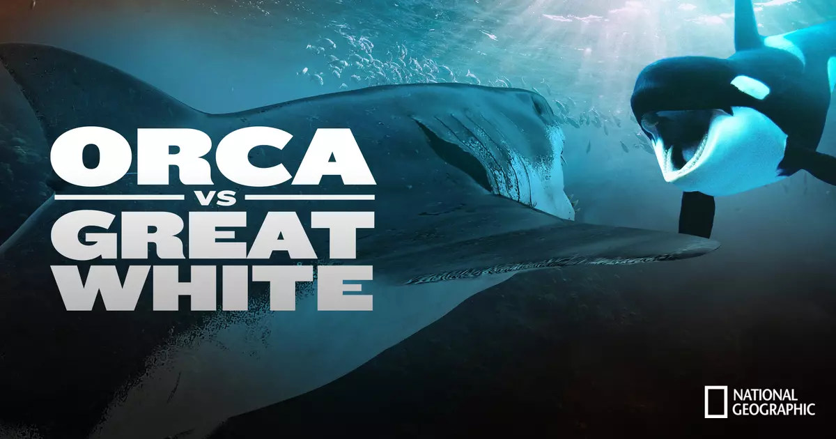 Orca vs. Great White