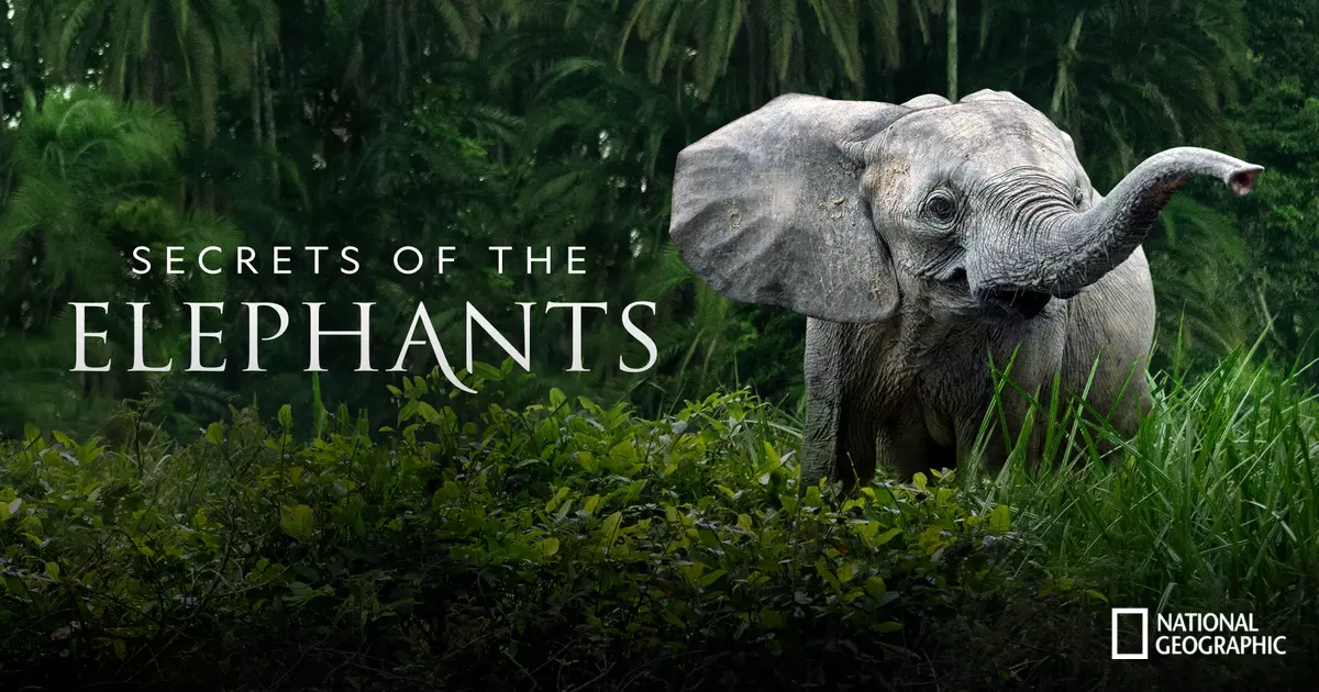 Secrets of the Elephants