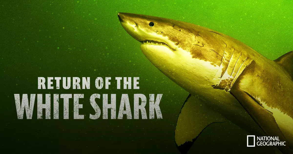 Return of the White Shark
