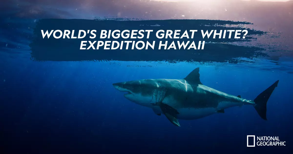 World's Biggest Great White? Expedition Hawaii